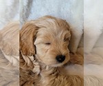 Small #1 Lhasa Apso