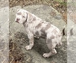 Puppy Puppy 1 American Bully