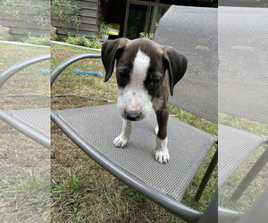 Border Collie-Unknown Mix Dogs for adoption in Alexander, AR, USA