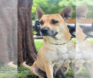 German Shepherd Dog-Unknown Mix Dogs for adoption in Plano, TX, USA