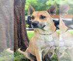 Small German Shepherd Dog Mix
