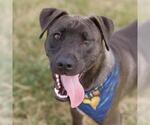 Small #1 Weimaraner Mix