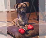 Small #1 Huskies -Labrador Retriever Mix