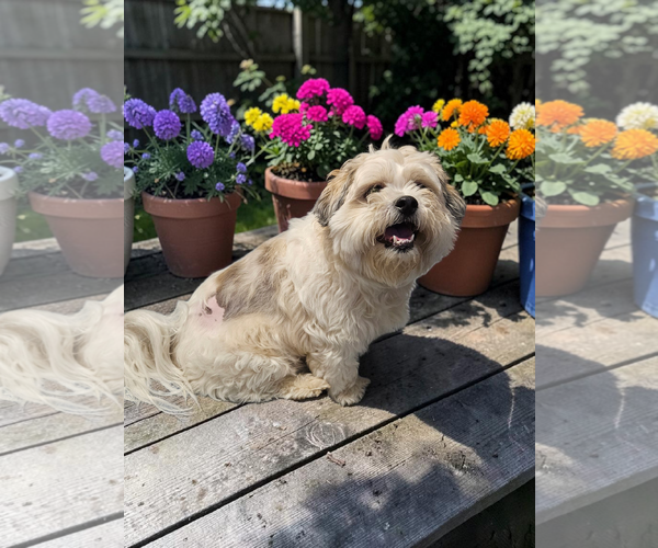 Medium Photo #2 Mal-Shi Puppy For Sale in McKinney, TX, USA