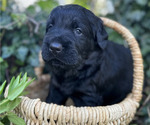 Small #1 Black Russian Terrier