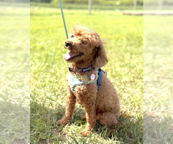 Medium Photo #11 Poodle (Miniature) Puppy For Sale in Chester, NJ, USA