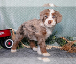 Small #2 Bernedoodle (Miniature)