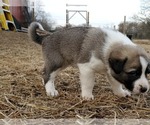Small Photo #7 Anatolian Shepherd Puppy For Sale in COMMERCE, TX, USA