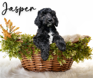Aussiedoodle Puppy for sale in NORTH EAST, MD, USA