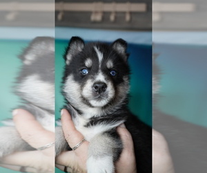 Siberian Husky Puppy for sale in FORT PLAIN, NY, USA