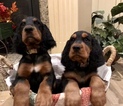 Small Photo #22 Gordon Setter Puppy For Sale in PADUCAH, KY, USA