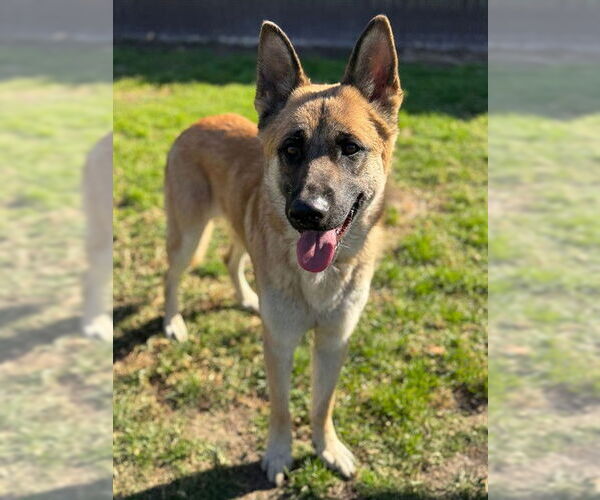 Medium Photo #1 German Shepherd Dog Puppy For Sale in Riverside, CA, USA