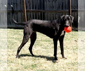 Great Dane-Labrador Retriever Mix Dogs for adoption in Alexander, AR, USA