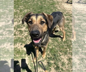Jupiter - Male Rottweiler-Siberian Husky Mix Dog for Adoption - Photo #13