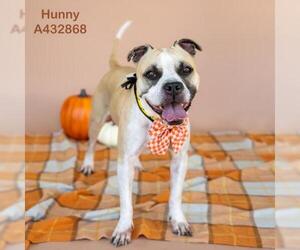 Mutt Dogs for adoption in Conroe, TX, USA