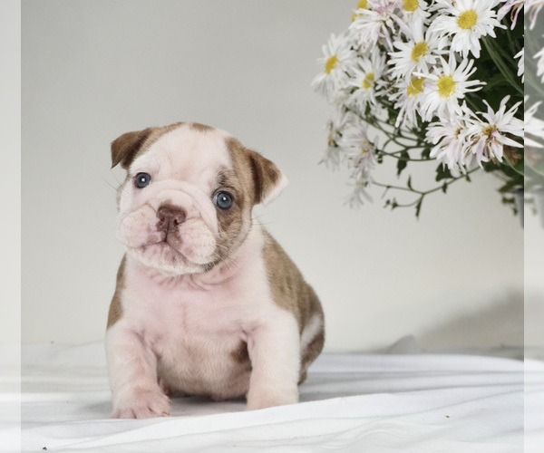 Medium Photo #1 English Bulldog Puppy For Sale in BRISTOL, IN, USA