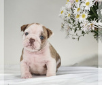 Small Photo #1 English Bulldog Puppy For Sale in BRISTOL, IN, USA