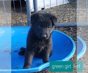 German Shepherd Dog Puppy for sale in EUREKA, MT, USA
