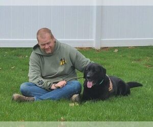 Shadow (King) Havard - Male Labrador Retriever-Unknown Mix Dog for Adoption - Photo #9