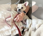 Small #4 Frenchie Pug