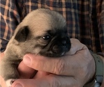 Small Photo #3 Pug Puppy For Sale in BEAR CREEK, NC, USA