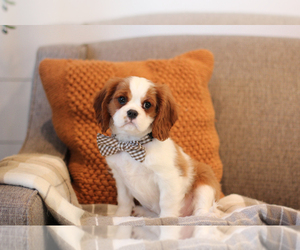 Cavalier King Charles Spaniel Puppy for sale in WEST BEND, IA, USA