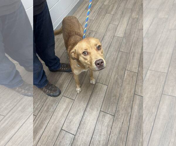 Medium Photo #4 Labrador Retriever-Unknown Mix Puppy For Sale in Rowlett, TX, USA