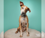 Small #13 Red Heeler Mix