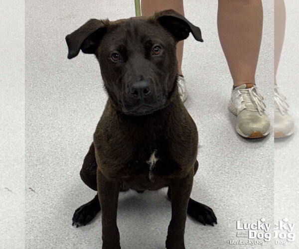 Medium Photo #1 Labrador Retriever-Retriever  Mix Puppy For Sale in Washington, DC, USA