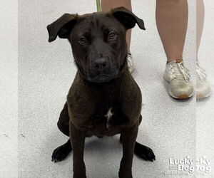 Labrador Retriever-Retriever  Mix Dogs for adoption in Washington, DC, USA