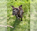 Small #7 American Staffordshire Terrier-Boxer Mix