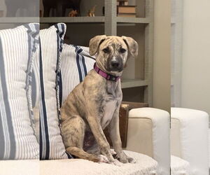 Labrador Retriever-Unknown Mix Dogs for adoption in Cliffwood, NJ, USA