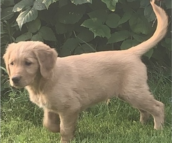 Medium Photo #6 Golden Retriever Puppy For Sale in FINLAYSON, MN, USA