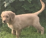 Small Photo #6 Golden Retriever Puppy For Sale in FINLAYSON, MN, USA