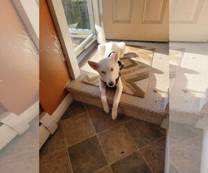 - Mix Dogs for adoption in Hoffman Estates, IL, USA