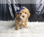 Small #3 Maltipoo
