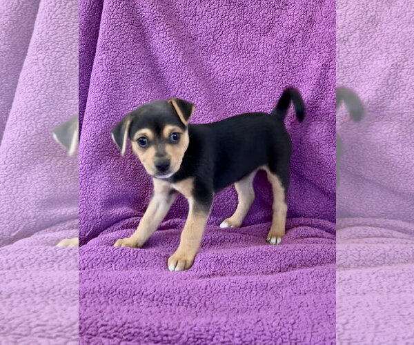 Medium Photo #1 Doberman Pinscher Puppy For Sale in Menifee, CA, USA