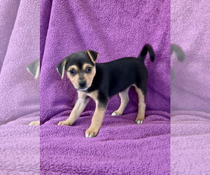 Doberman Pinscher Dogs for adoption in Menifee, CA, USA