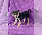Small Doberman Pinscher