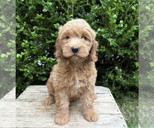 Goldendoodle (Miniature) Puppy for sale in MIDDLEBURY, IN, USA