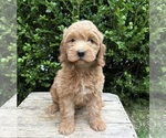Image preview for Ad Listing. Nickname: Brinley