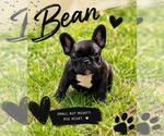Puppy Bean French Bulldog