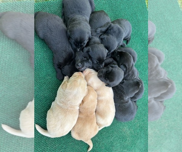 Medium Photo #1 Labrador Retriever Puppy For Sale in HONEA PATH, SC, USA