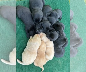 Labrador Retriever Litter for sale in HONEA PATH, SC, USA