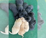 Small Labrador Retriever