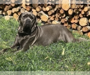 Mother of the Cane Corso puppies born on 08/17/2022