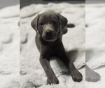 Puppy Katniss Labrador Retriever