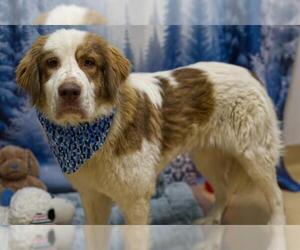 Great Pyrenees-Unknown Mix Dogs for adoption in Placerville, CA, USA