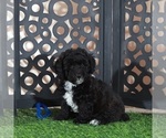 Small #4 Poodle (Miniature)