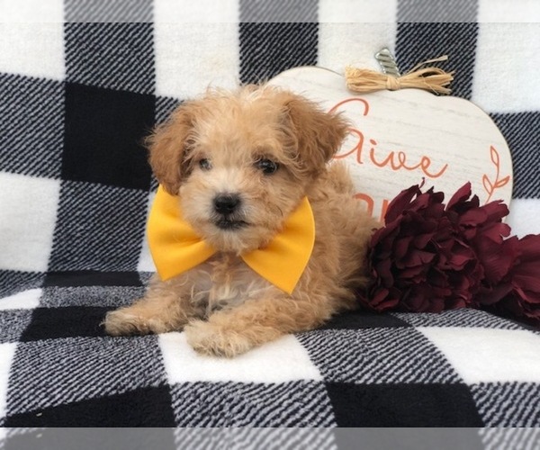 Medium Photo #9 Shih-Poo Puppy For Sale in LAKELAND, FL, USA